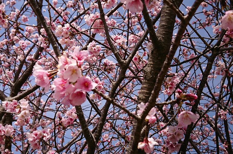 桜横アップ