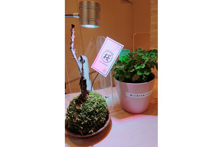 三軒茶屋矯正歯科ｸﾘﾆｯｸ様　桜他縦