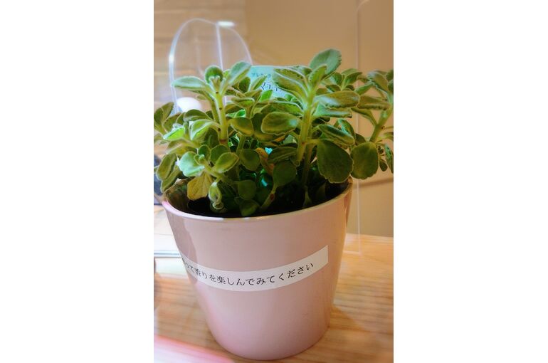 三軒茶屋矯正歯科ｸﾘﾆｯｸ様　葉