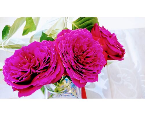 マゼンダピンクバラ