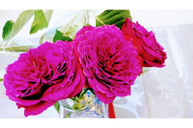 自分のご機嫌は自分で作る マゼンダピンクのバラ 香りブランディング 香りによるブランディングの効果について分かりやすくお伝えしております