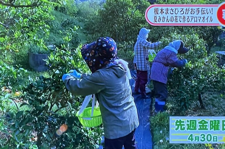夏みかん花摘み
