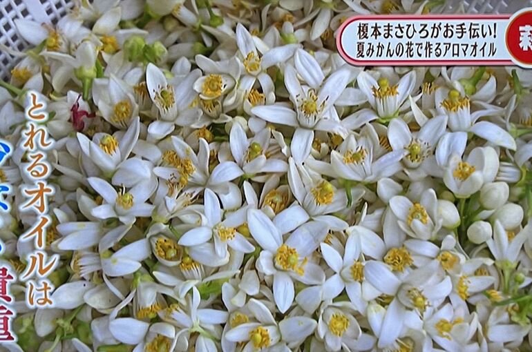 夏みかんの花々