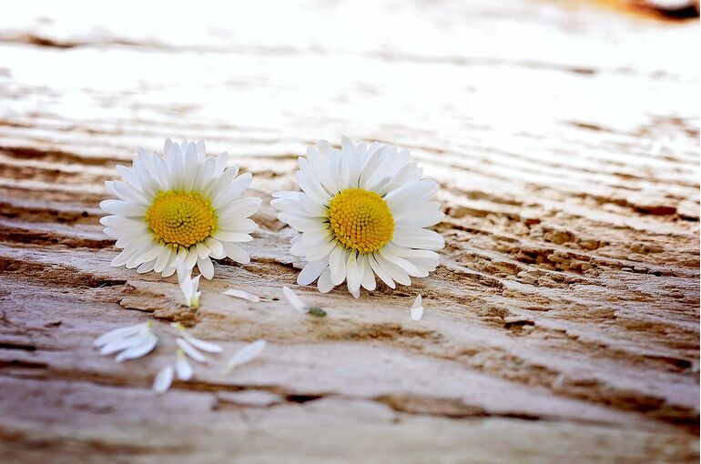 daisy-747320_1280